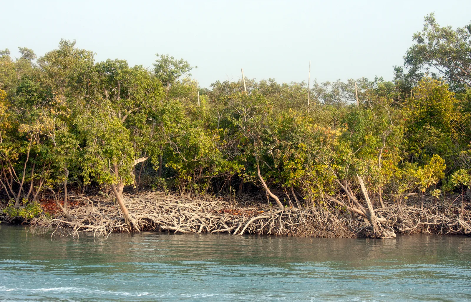 Sundarbans, Bangladesh